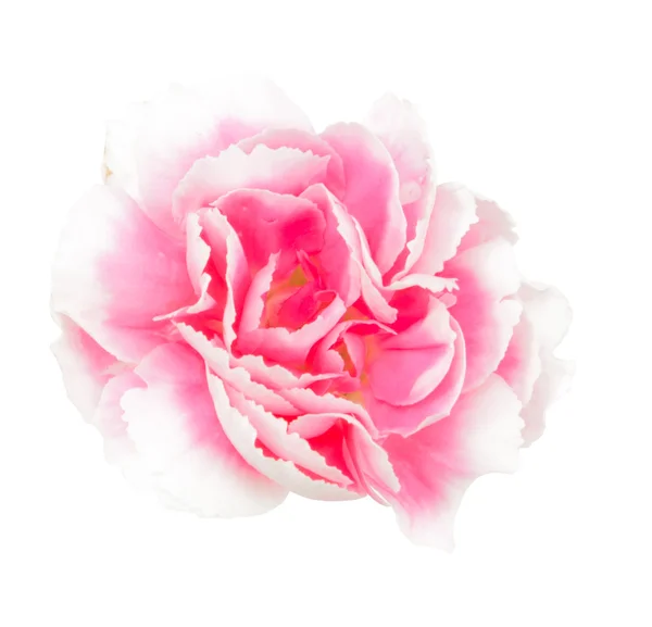 In cima rosa Dianthus chinensis isolato — Foto Stock