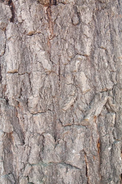 Gamla trä träd textur bakgrund mönster — Stockfoto
