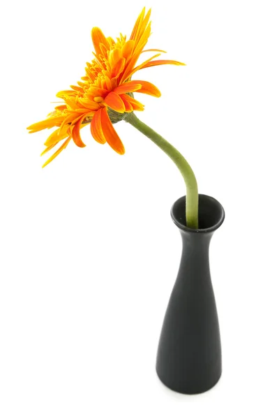 Один цветок гербера желтый на вазе изолированы — стоковое фото