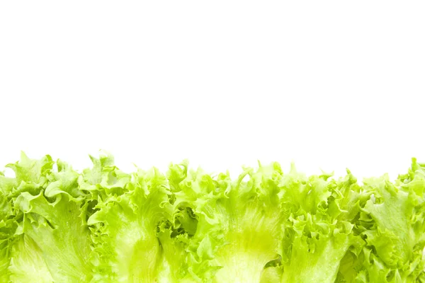 Fresh lettuce leaves close up isolated — Stock Photo, Image