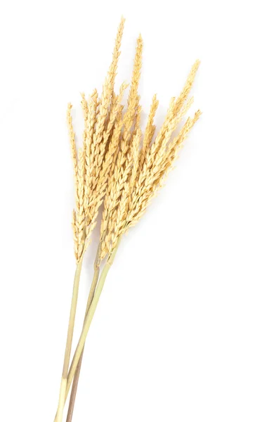 Ripe ears of wheat isolated — Stock Photo, Image