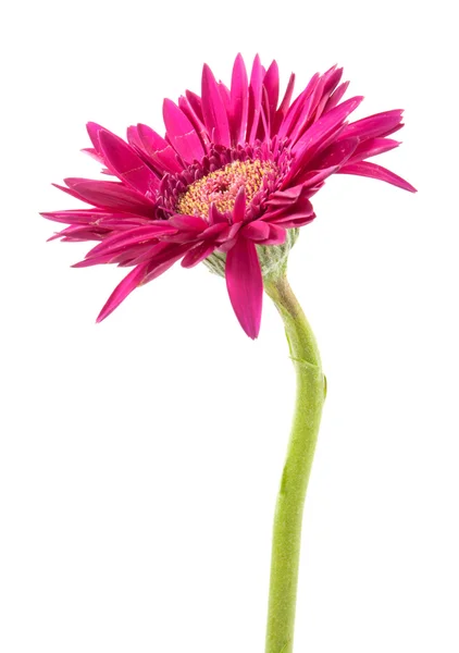 Única flor de gerbera rosa isolado no fundo branco — Fotografia de Stock