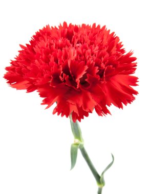 izole kırmızı karanfil çiçek