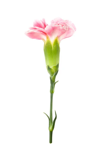 En la parte superior rosa Dianthus chinensis aislado — Foto de Stock