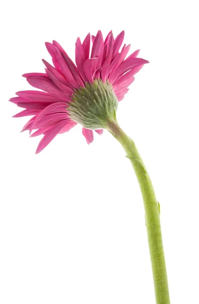 Única flor de gerbera rosa isolado no fundo branco — Fotografia de Stock