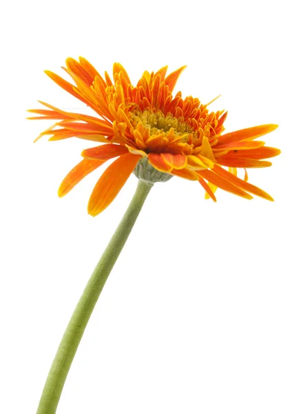 Única flor de gerbera amarelo isolado — Fotografia de Stock