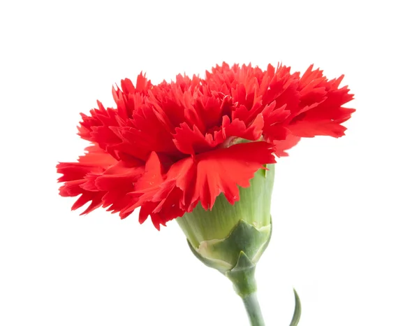 A felső piros szegfű virág elszigetelt — Stock Fotó