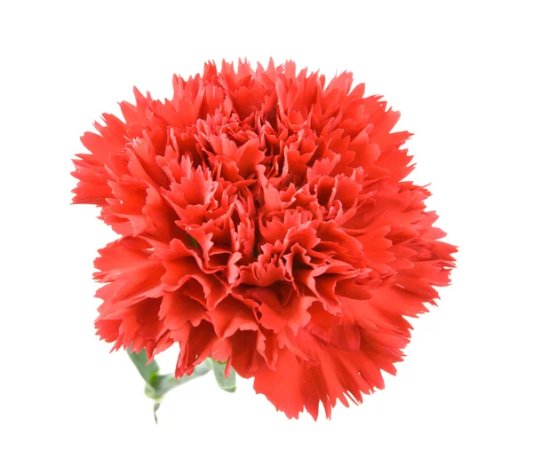 Czerwone goździki kwiat na białym tle — Zdjęcie stockowe