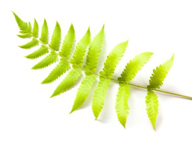 Fern ile beyaz arka plan üzerinde kırpma yolu.