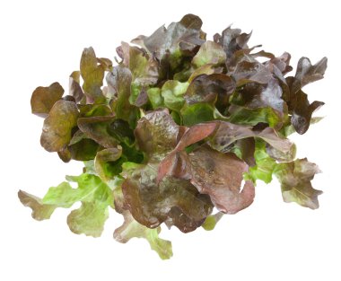 izole meşe yaprak marul