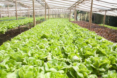 hydroponic sebze bir bahçe dikti