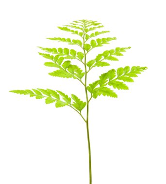 Eğreltiotu beyaz arkaplanda izole