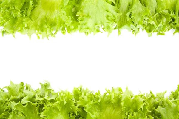 Hojas de lechuga frescas de cerca aisladas — Foto de Stock