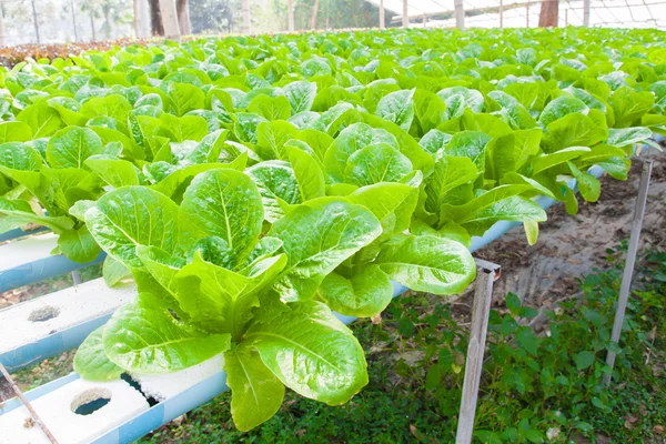 La verdura hidropónica se planta en un jardín — Foto de Stock