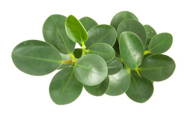 Beyaz bir arka plan üzerinde üst yapraklar