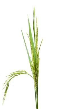 Yeşil spike pirinç göl kenarında