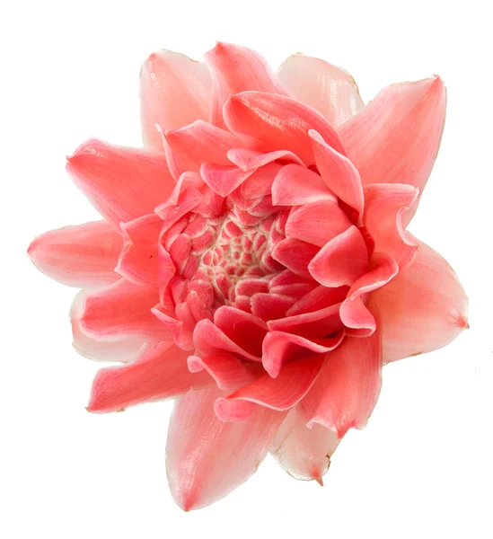 Tatlı pembe meşale zencefil çiçek etlingera elatior — Stok fotoğraf