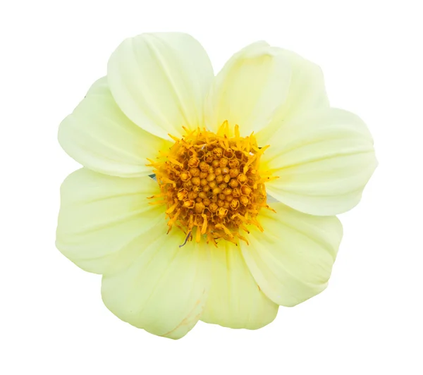 Sárga virág izolált — Stock Fotó