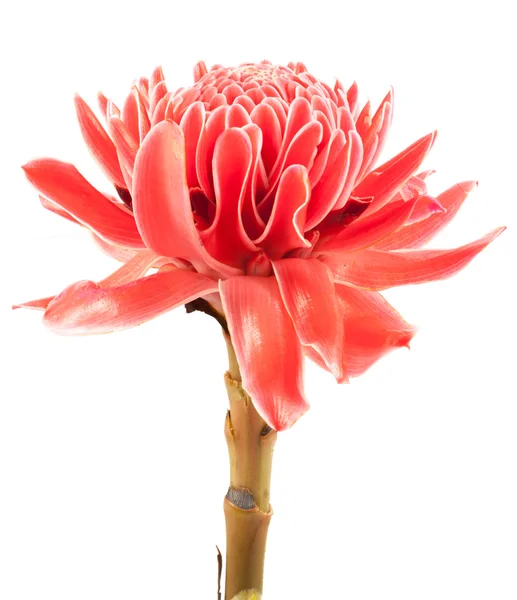 Närbild rosa fackla ingefära blomma etlingera palmliknande på vit baksida — Stockfoto