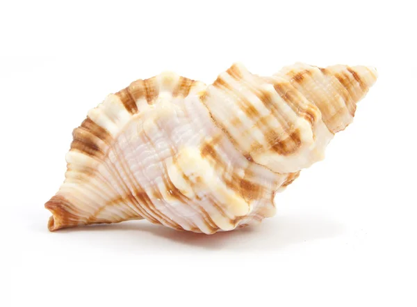 Seashell in close-up — Stock Photo, Image