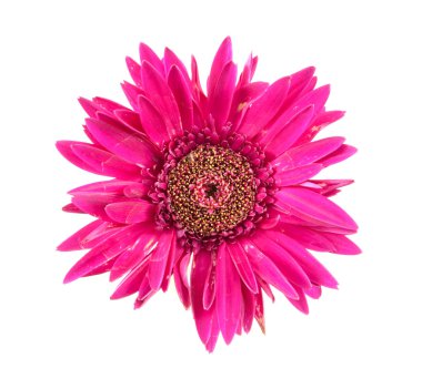 En iyi tek gerbera üzerinde beyaz arka plan üzerinde izole Pembe çiçek