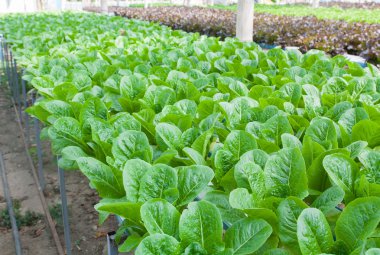 hydroponic sebze bir bahçe dikti