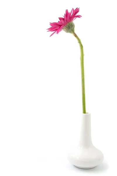 Один цветок гербера розовый на вазе изолированы на белом фоне — стоковое фото
