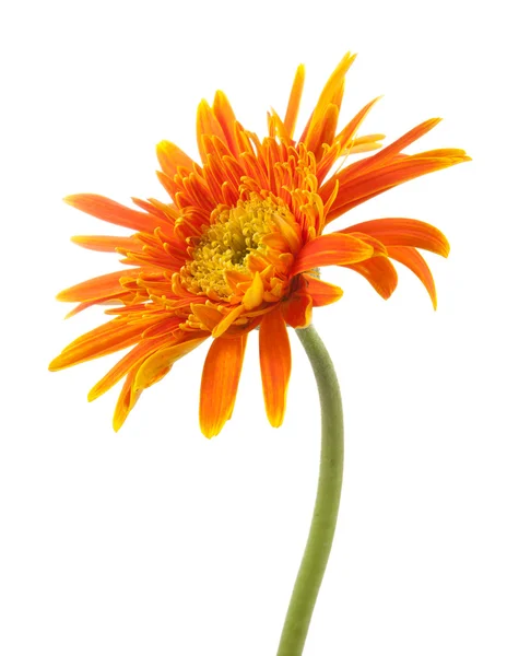 Única flor de gerbera amarelo isolado — Fotografia de Stock