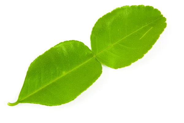 Kaffir lime leaves isolated — Stock Photo, Image