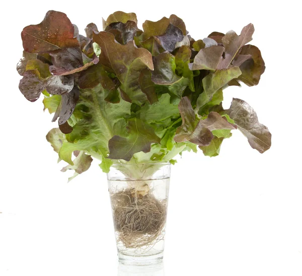 Oak leaf lettuce isolated — ストック写真