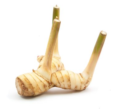 Taze havlıcan izole