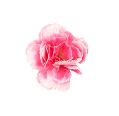 İzole en iyi pembe karanfil chinensis üzerinde