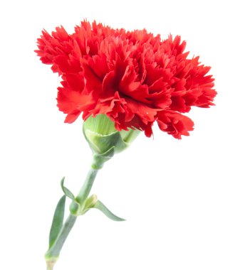 En iyi kırmızı karanfil çiçek izole