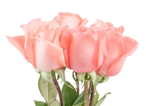 Pink roses bouquet — Stock Photo, Image