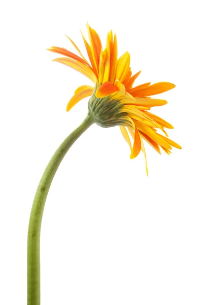 Única flor de gerbera amarelo isolado — Fotografia de Stock