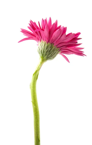 Única flor de gerbera rosa isolado no fundo branco — Fotografia de Stock