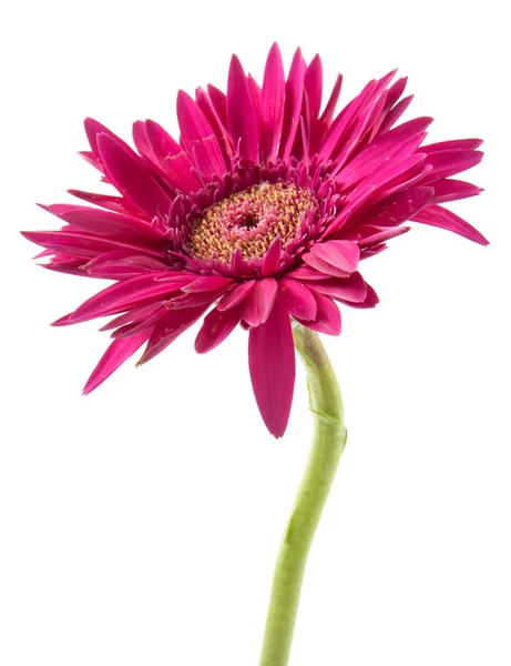 Única flor de gerbera rosa isolado no fundo branco — Fotografia de Stock