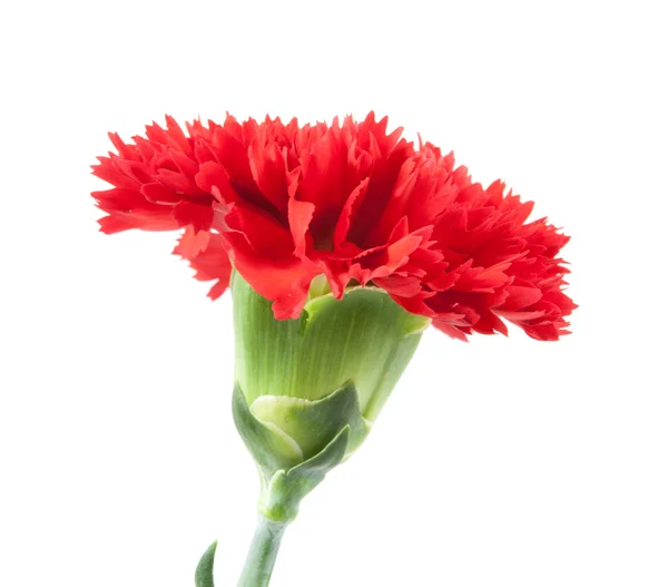 Sur le dessus oeillets rouges fleur isolée — Photo