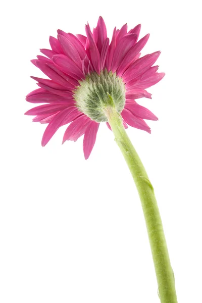 Única flor de gerbera rosa isolado no fundo branco — Fotografia de Stock