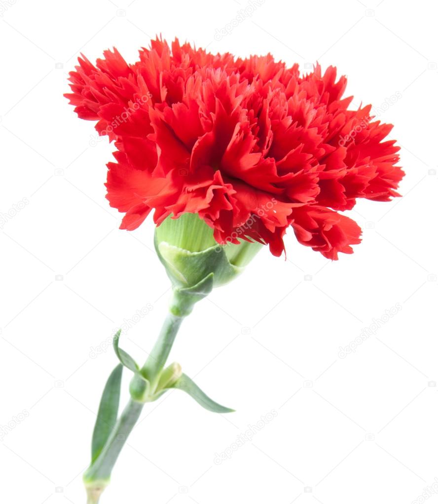 on top red carnations flower isolated