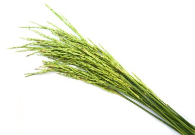 Yeşil Beyaz kazığa