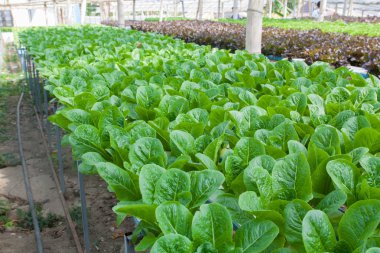 hydroponic sebze bir bahçe dikti