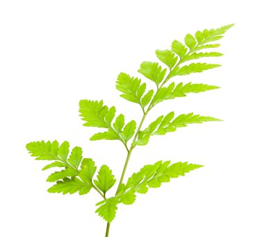 Eğreltiotu beyaz arkaplanda izole