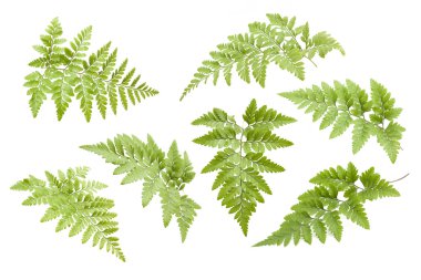 Eğreltiotu beyaz arkaplanda izole