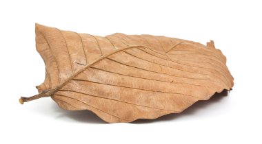 Kuru yaprakları izole