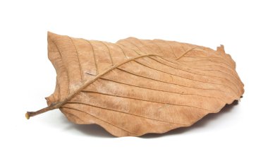 Kuru yaprakları izole