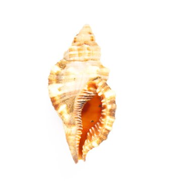 Seashell izole yakın çekim