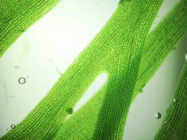 Yakınlaştırma mikroorganizma yosun