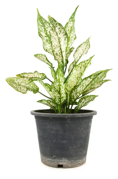 Dieffenbachie lat dieffenbachia plante verte en pot de fleurs — Photo