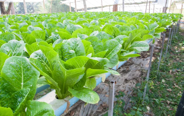 La verdura hidropónica se planta en un jardín — Foto de Stock
